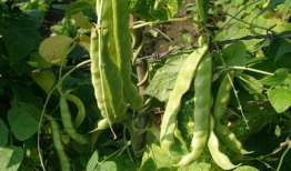 肉麻豆角,舌尖上的柔情蜜意